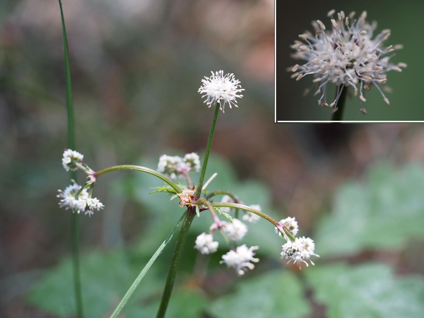 Sanicle flower